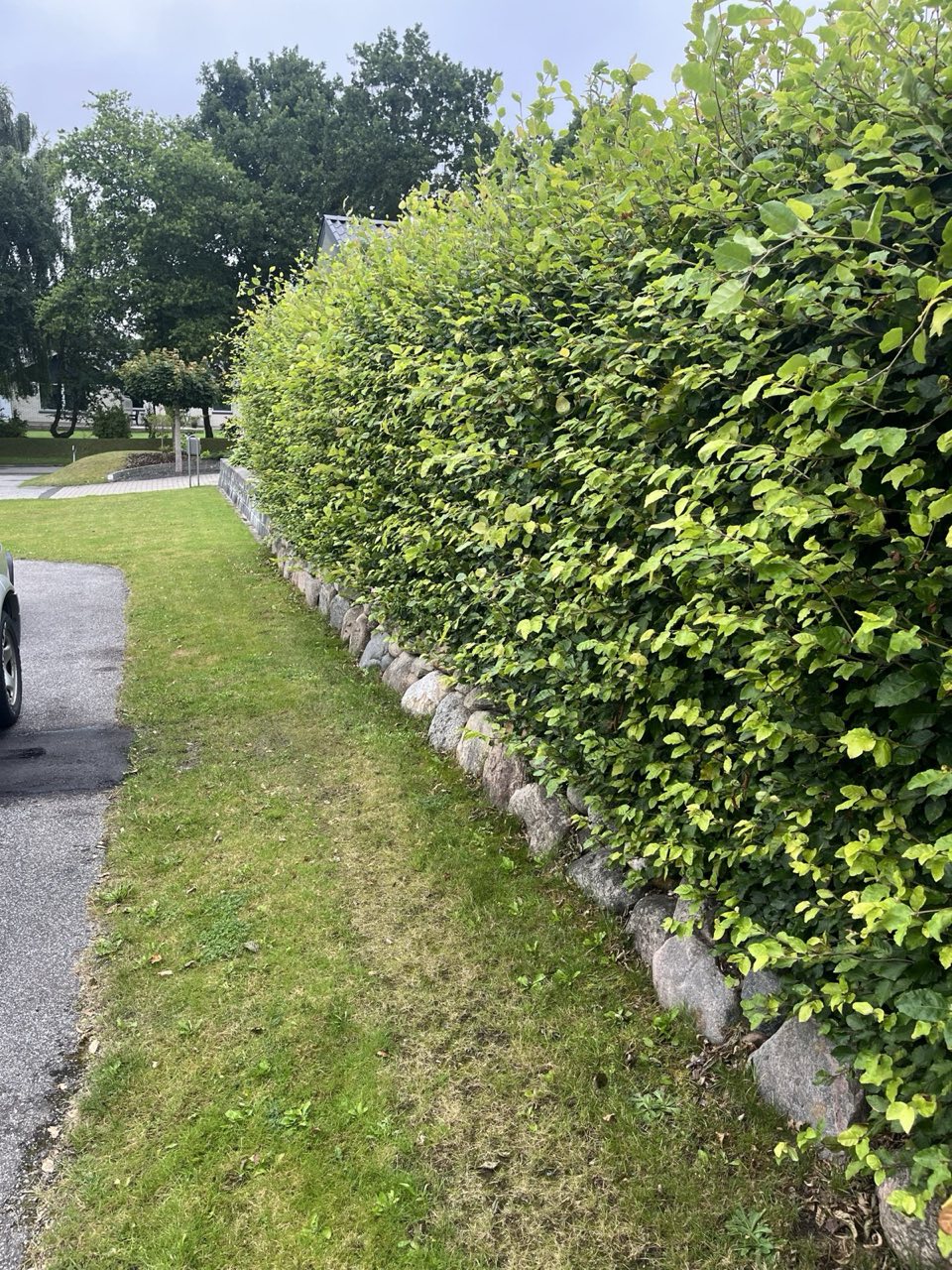 Flot nyklippet hæk
