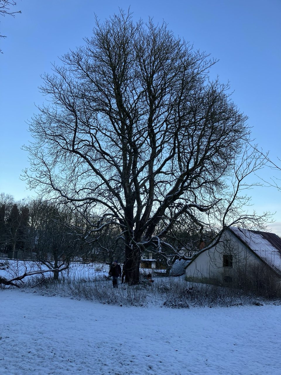 Vurdering af stort risikotræ