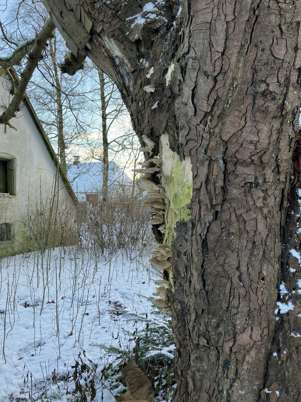 Stort træ tæt på bygning