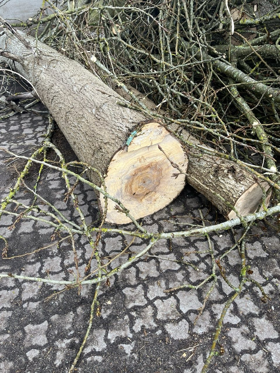 Opskåret tømmer klar til oprydning